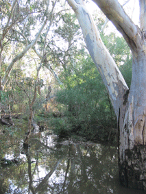 Gums and Creek